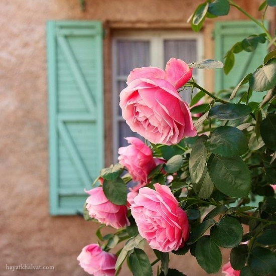 روژینا که ی دیته وا